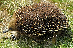 hedgehog on green grass HD wallpaper